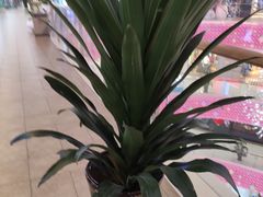 -汉堡王(泰盛广场店)