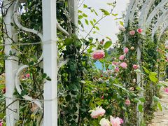 -大塘金香草谷