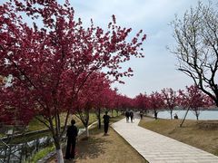 -羊山湖公园