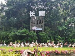-广州长隆飞鸟乐园