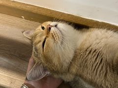 -柴迷FANS CLUB·柴犬狗咖·猫咖