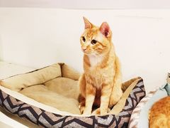 -Cappucimeow猫咪咖啡馆(韦伯时代店)