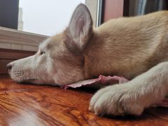 -Husky Go! 哈士奇体验馆·宠物咖啡厅狗咖