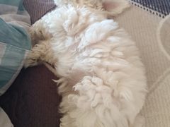 -宠福鑫康馨动物医院·骨科·眼科