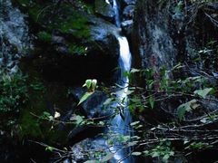 -天目山大树王景区