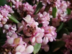 -金科花卉市场