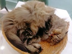 -安格丽娜·狗咖·猫咖羊驼咖(春熙路百盛商场店)