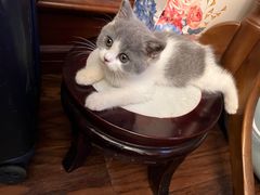-喵zoo家庭繁育猫舍(尖东智能花园店)