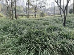 -重庆彩云湖湿地公园