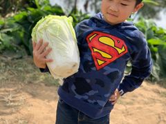 -前小桔亲子创意农场·草莓采摘·露营烧烤