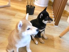 -柴犬小屋·柴餐厅·狗咖食堂(金鼎广场店)