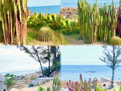 -广东惠东海龟国家级自然保护区