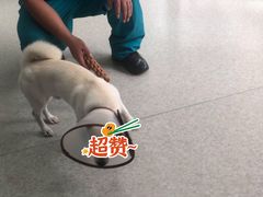 -咕噜咕噜宠物医院·CT·肿瘤科·骨科(前海院)