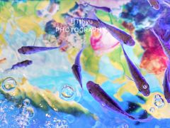 -泰国鱼疗足疗馆