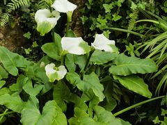 -国家植物园南园