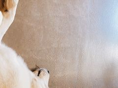 -尤加利咖啡馆