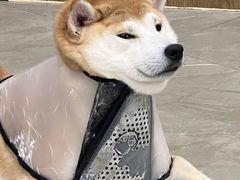 -和它·交个朋友·狗咖猫咖(爱琴海店)