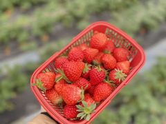 -洪湖家庭农场·团建·露营·会议