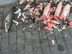 -老四川平头酸菜鱼(衙前店)