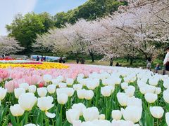 -苏州上方山国家森林公园