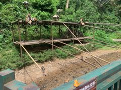 -西双版纳原始森林公园