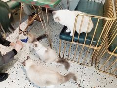-喵喵咪呀布偶猫咖(春熙路店)