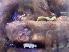 -侏罗纪世界电影特展(广州站)