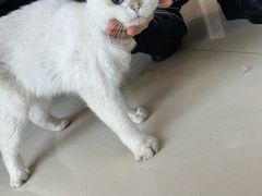 -福懋动物医院·犬猫全科·外科·重症科(杏林分院)