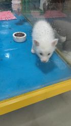 -神奇动物撸宠馆·羊驼·小浣熊·异宠(豫园店)