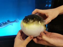 -肆月河豚·淮扬菜·湘菜(华天店)