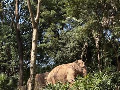 -深圳野生动物园