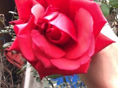 -闻酥园(大慈寺店)