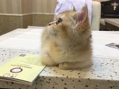 -宠爱国际动物医院·消化内科·心肾内科·ISFM猫友好(望京店)