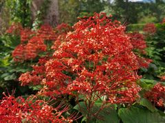 -中国科学院西双版纳热带植物园