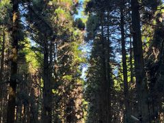 -上色见熊野座神社
