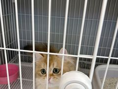 -翊宠yipet猫狗购宠庄园犬舍•猫舍