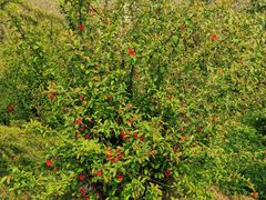 -铁道游击队纪念馆