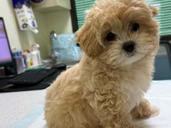 -天宠宠物医院24小时·急重症诊疗中心·全科·腔镜特色(和平分院)