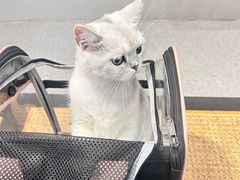 -伟伟宠物医院·CT影像中心·瑞派犬猫综合性门诊(汉口总院)