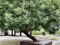 -同里国家湿地公园