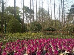 -徐家汇源景区-衡山公园