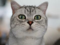 -平行世界·猫咖(首经贸店)