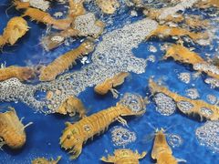 -三亚火车头万人海鲜广场