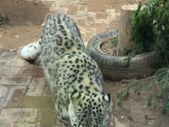 -青藏高原野生动物园