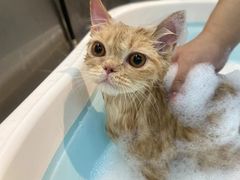 -PETKIT小佩宠物·低压洗护(国顺东路店)