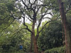 -中国茶叶博物馆(双峰馆区)