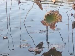 -映月湖公园