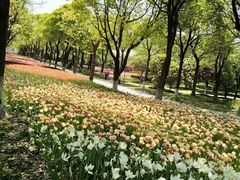 -上海鲜花港