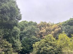 -上海佘山国家森林公园天马山园