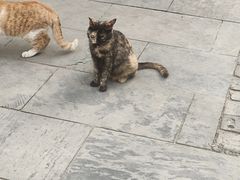 -长春观